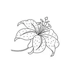 Coloriage Lys en pleine floraison