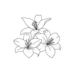 Coloriage Lys en pleine floraison