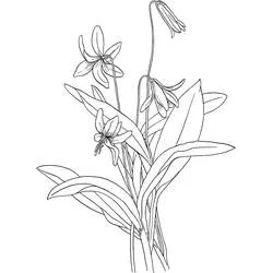 Coloriage Lys aux pétales recourbés et longues feuilles