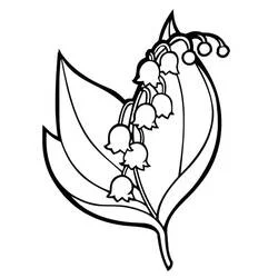Coloriage Muguet aux deux grandes feuilles pointues