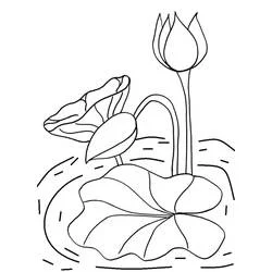 Coloriage Nénuphar #221869 à imprimer et colorier