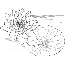 Coloriage Nénuphar #221870 à imprimer et colorier