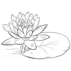 Coloriage Nénuphar #221872 à imprimer et colorier