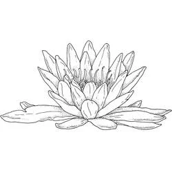 Coloriage Nénuphar #221874 à imprimer et colorier
