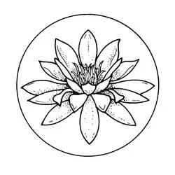 Coloriage Nénuphar #221876 à imprimer et colorier