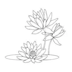 Coloriage Nénuphar #221877 à imprimer et colorier