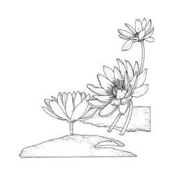 Coloriage Nénuphar #221878 à imprimer et colorier