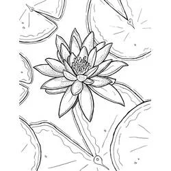 Coloriage Nénuphar #221879 à imprimer et colorier