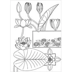 Coloriage Nénuphar #221881 à imprimer et colorier