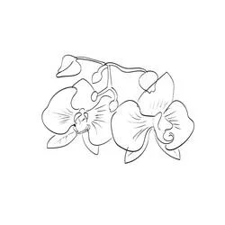 Orchidée - Coloriages gratuits à imprimer