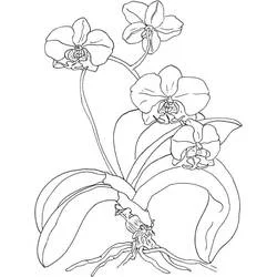Orchidée - Coloriages gratuits à imprimer