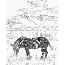 Coloriage Zèbre broutant dans la savane