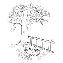 Coloriage Arbre d'automne et citrouilles près d'une clôture