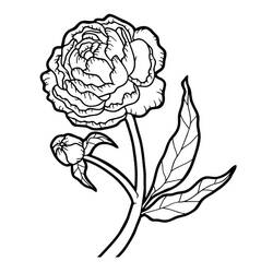 Pivoine - Coloriages gratuits à imprimer