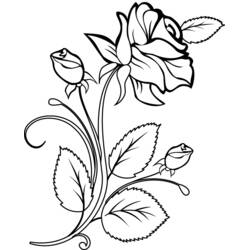 Coloriage Rose avec boutons de rose et feuilles