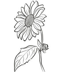 Tournesol - Coloriages gratuits à imprimer