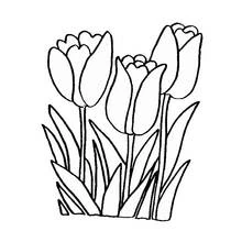 Coloriage Tulipes dans l'herbe