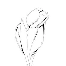 Coloriage Tulipe avec une fleur fermée