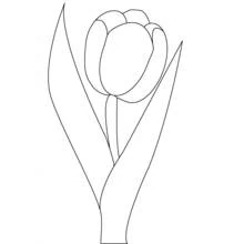 Coloriage Tulipe entourée de deux grandes feuilles