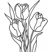Coloriage Tulipe bouquet de trois fleurs