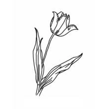 Coloriage Tulipe à fleur unique et longues feuilles