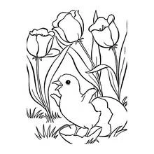 Coloriage Poussin sortant de sa coquille parmi les tulipes