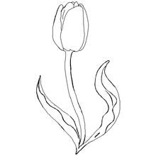 Coloriage Tulipe à longue tige et feuilles