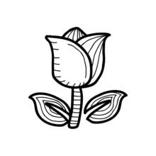 Coloriage Tulipe avec ses deux feuilles