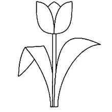 Coloriage Tulipe simple à longue tige