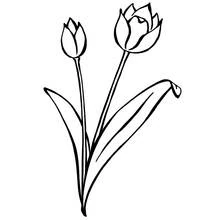 Coloriage Tulipe en duo avec de longues feuilles