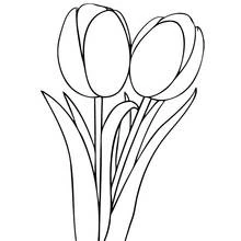 Coloriage Deux tulipes côte à côte
