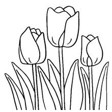 Coloriage Tulipe trio en pleine floraison