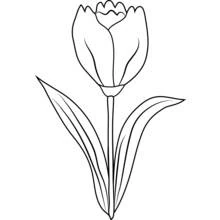 Coloriage Tulipe en pleine floraison
