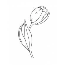 Coloriage Tulipe à la fleur fermée