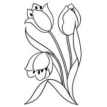 Coloriage Tulipe trio avec longues tiges et feuilles