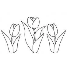 Coloriage Trois fleurs de tulipe alignées