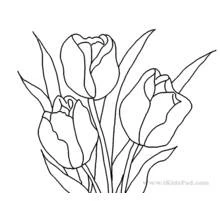 Coloriage Bouquet de trois tulipes