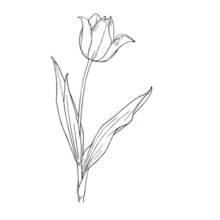 Coloriage Tulipe en fleur aux longues feuilles