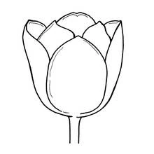 Coloriage Tulipe en gros plan