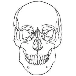 Coloriage Crâne vu de face