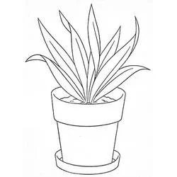 Coloriage Pot de Fleurs avec plante épineuse
