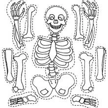 Coloriage Squelette et ses os séparés à découper
