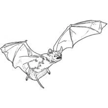 Coloriage Chauve-souris vampire en plein vol