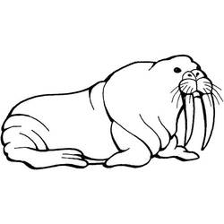 Morsa - Desenhos para colorir gratuitos