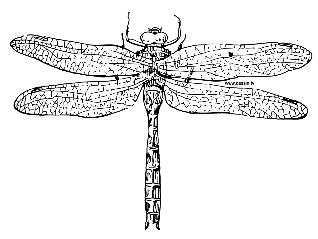 Бесплатная раскраска Стрекоза #9939 из коллекции Животные