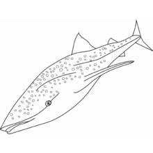 Раскраска Акула (Животные) #14808 для печати и раскрашивания