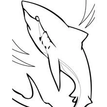 Раскраска Акула (Животные) #14822 для печати и раскрашивания
