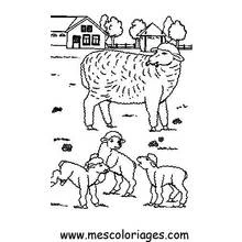 Раскраска Овца (Животные) #11474 для печати и раскрашивания