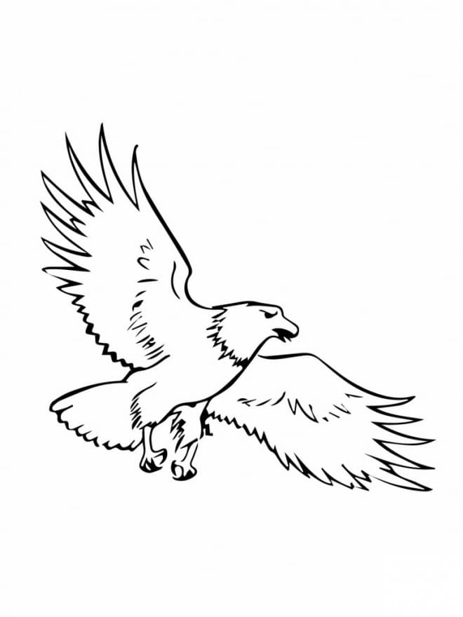 免费鹰着色页 #185155 来自动物合集