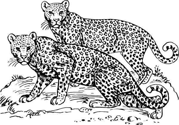 免费豹着色页 #9724 来自动物合集